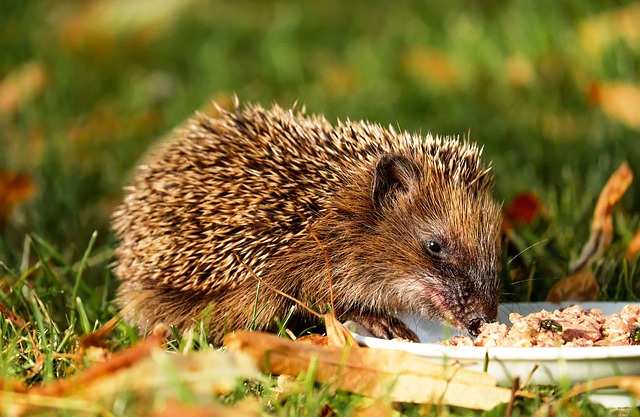 ježek u jídla
